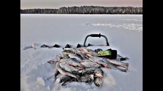 Зимняя рыбалка#Безмотылка МУРАВЕЙ,КОЗА и ...этот Мухомормыш! ЭКСТРИМАЛЬНАЯ в -35*