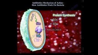 Antibiotics Mechanism Of Action Part 1 - Everything You Need To Know - Dr. Nabil Ebraheim
