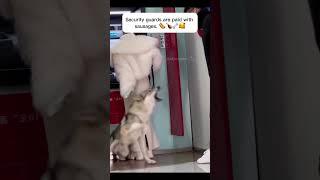 a dog protects its owner  #shorts #funny #pets #idfunnycute