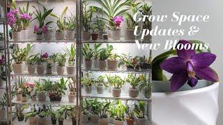 Quick Grow Space Updates | Lots of Orchid Growth During the Heatwave - Summer Is Near!