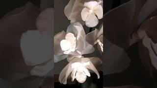 My Mono Orchid in white 