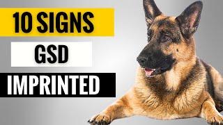 10 Signs Your German Shepherd Sees You as Their Parent