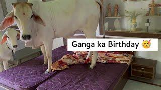 GANGA ka Birthday  | Cowsblike