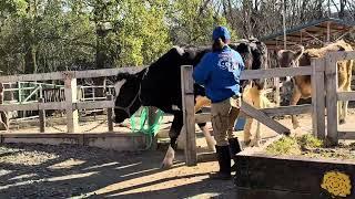 自分で帰ります‼️お帰りウシさん 乳牛コーナー　埼玉県こども動物自然公園にて　2025年3月9日