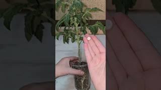 1 ТАБЛЕТКА и рассада толстеет на глазах, из хилой в мощную за пару дней #garden #огород #plants