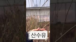 산수유 실생 1년, 3년, 분묘 #shorts