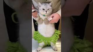 Komik kediler #shorts#shortsvideo#cat#catlover#pets#petlover#animalsshorts#laugh#aninals#viralvideo