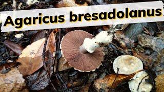 Agaricus bresadolanus , un fungo da conoscere a cui prestare attenzione! 