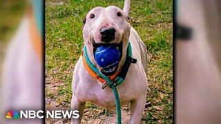 Dog abandoned before Hurricane Milton finds a home