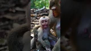 omg...what happened on baby luno, so pity baby monkey luno