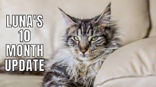 Maine Coon Luna's 10 Month Update