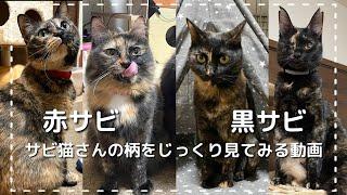 サビ猫さんの柄（模様）を見てみよう！