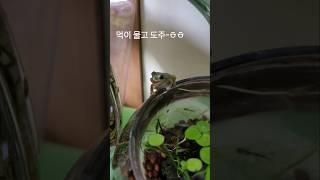 #아파트 실내에서 청개구리 방목