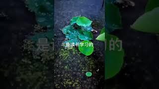 开悟堂世界公民频道 Kai wu tang world citizen chann