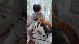 치즈와는 다른느낌으로 사랑해주는 열정적인 개냥이 오레오, #개냥이 #고양이 #cat
