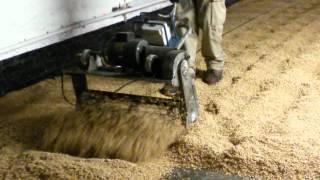 Turning Maris Otter malt at Warminster Maltings