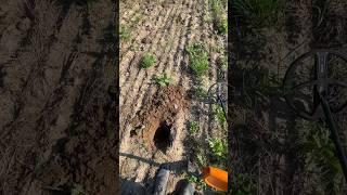 Благодарю дедушку хабара #поискмонет #metaldetecting #коп #клад #металлоискатель #находки #история