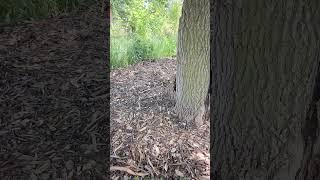 Another Sheet Mulching Job Completed:) #garden #foodforest #homestead