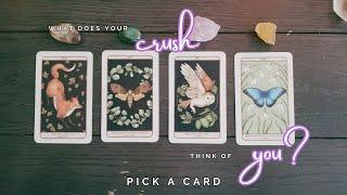 ..:: What does your Crush think of you? ::.. pick a card ..:: Tarot ::..