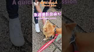 #ショート 京都 松尾大社【茅の輪くぐり】で厄除けしてきたワン ～Shiba inu james by kyoto～