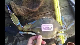 1430 Connection / Smithsonian Environmental Research Center Blue Crab Study