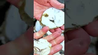 海边捡生蚝，摘椰子现捡现煮那一口鲜简直是舌尖和味蕾上的享受，与大海亲近的一天#内容启发搜索#尝一口春天的味道#大海的味道#炭烧生蚝#三农
