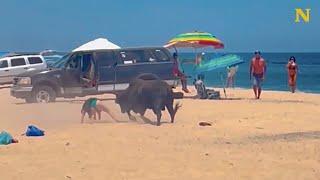 Woman gets too close to a massive bull 