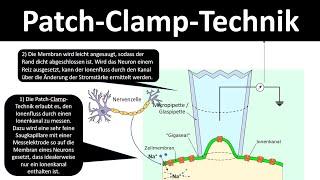 Patch Clamp-Technik / -Methode [Biologie, Neurobiologie, Oberstufe]