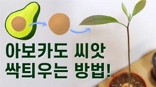 아보카도 씨 버리지 마세요! 아보카도 씨앗 싹틔우는 방법 (아보카도 씨 발아)