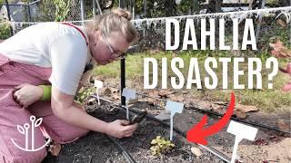 Dahlia Tuber SOS | Are My Dahlias Doomed?