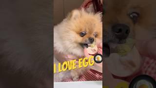 계란 먹는 강아지(ft. 입냄새) #dogshorts#dogvlog#pomeranian#강아지쇼츠#강아지일상#강아지먹방#dogeatingfood#eatingshow#puppydog