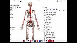 Veins for AnP2