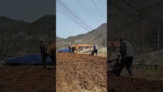 요즘에도 소달구지 하는 곳이 있다니...#소통 #소 #달구지 #간지