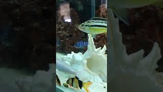 Clicking clown loaches