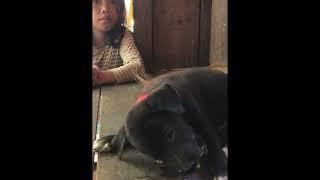 Puppy eat chicken neck Ep 207 #dog #cute #cat #shorts #videoshort #dogeating #puppy