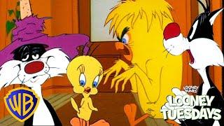 Looney Tuesdays |  Sylvester VS Tweety | @wbkids​