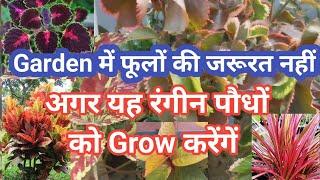 Best ornamental plants for terrace garden / coloring plants / terrace garden decoration ideas