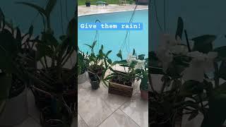 Give your orchids rain ️ #orchidbloom #orchid #orchidlover