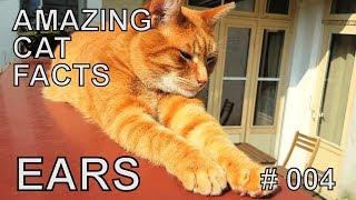 Alvi cat : amazing cat facts about ears
