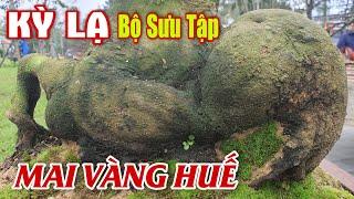 Mai Vàng Huế - KỲ LẠ Bộ Sưu Tập HOÀNG MAI Xuống Phố Tham Gia Lễ Hội Đón Xuân 2023 #507