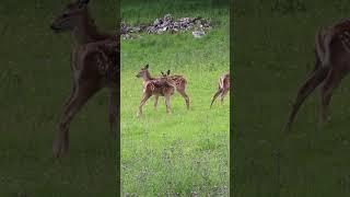 Wild red deer fawns Derbyshire UK