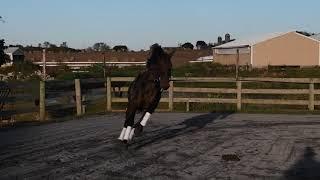 Gelding - Rocky Ridge Stables - 10-10-2019