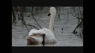 Camille Saint-Saëns 'The Swan'