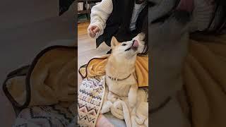 大姊幫米果妹梳毛毛 #dog #shiba #柴犬 #pets #cute #puppy #shorts #shortvideo #family #funny #doglife #毛小孩 #狗狗