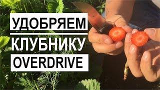 Удобрение Overdrive для клубники / Mr.GrowChannel