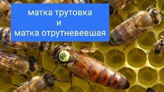 Матка трутовка и матка отрутневевшая. Отличие и причины. В.Г. Кашковский