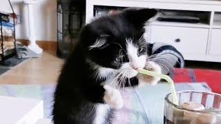 FUNNIEST Kittens and Puppies | Best Bloopers Compilation 