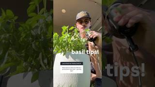 how to grow a bush #basil