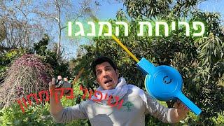 טיפול בקימחון המנגו - הגרסה הטבעית