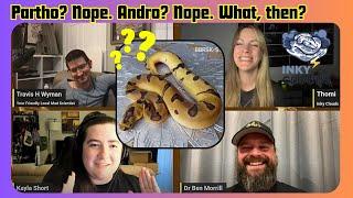 This Snake's Genetics Have Geneticists Stumped! - RGW Ep 80